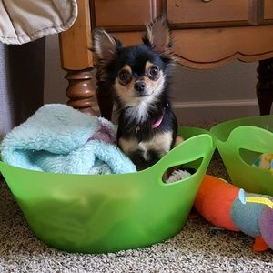 Meet your Posher, Jeanine